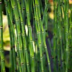 Praslička zimná (Equisetum hyemale) - výška 60-80 cm, kont. C3L